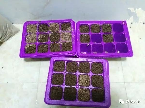 便宜容易养活又漂亮的植物