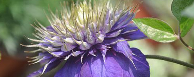 铁线莲几月修剪(铁线莲什么时候剪枝比较好)