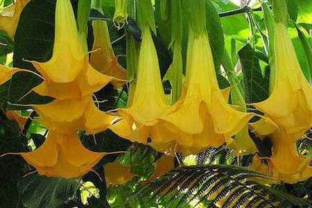 西域曼陀罗花有毒吗