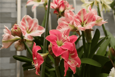 绿萝吊兰有什么象征意义