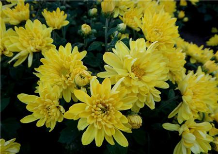 菊花盆栽能活多久