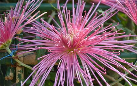 菊花盆栽能活多久