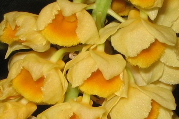 密花石斛生虫了怎么办常见的病虫防治(石斛花长虫子怎么办)