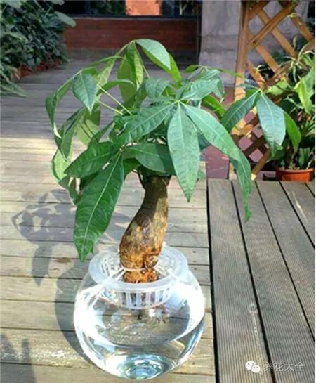 水培植物烂根是怎么回事