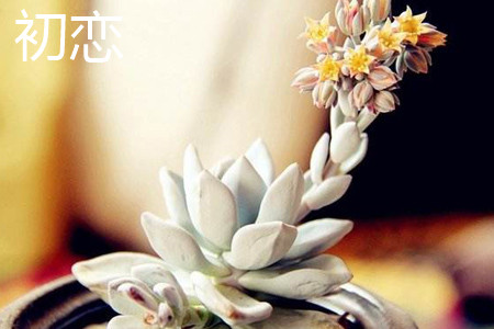 初恋 花