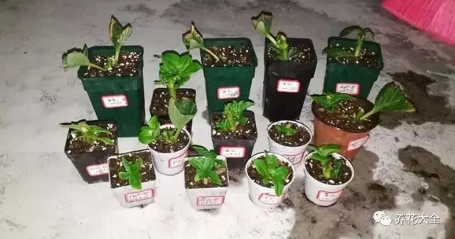 便宜容易养活又漂亮的植物