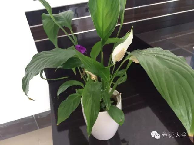便宜容易养活又漂亮的植物