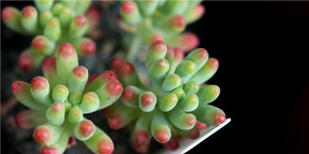 乙女心掉叶子怎么补救