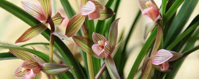 春剑的养殖方法和注意事项(春剑养殖技巧)