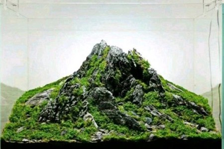 苔藓植物能在水里养吗