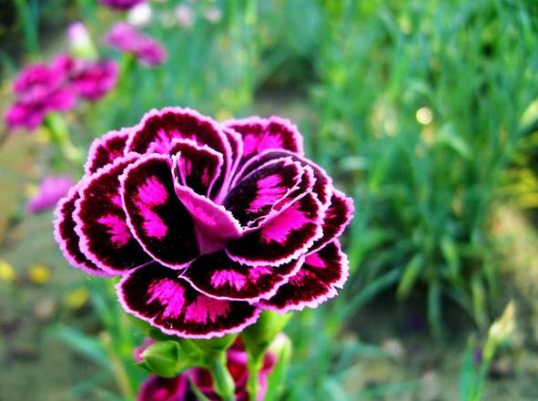 康乃馨各色花语及象征意义红色