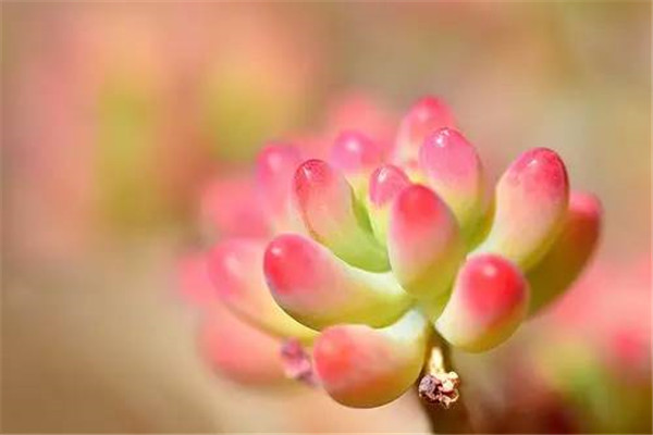 乙女心掉叶子怎么办(乙女心掉叶子怎么补救)