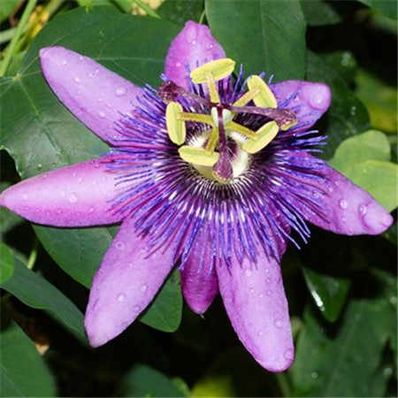 西番莲象征什么