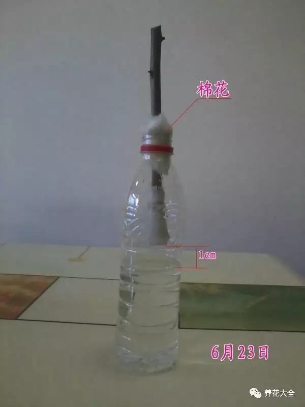 便宜容易养活又漂亮的植物