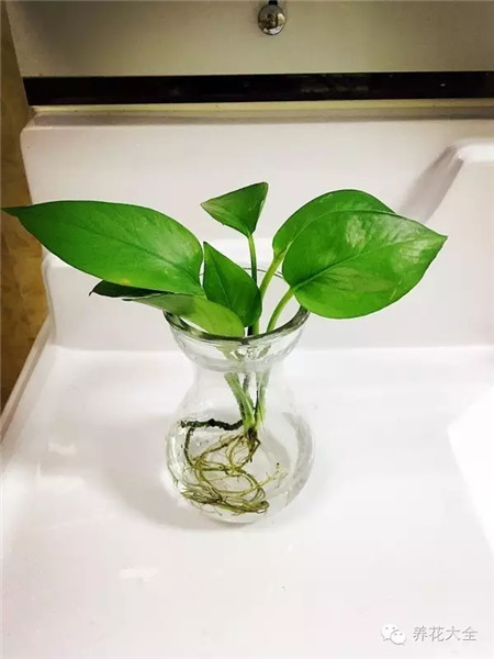 水培植物烂根是怎么回事