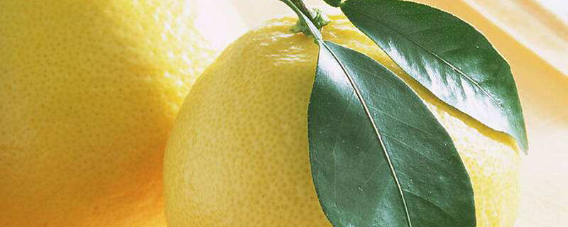 柚子树苗怎么种(柚子树苗怎么种好活)