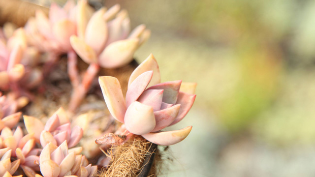 初恋和花月夜的区别(初恋 花)