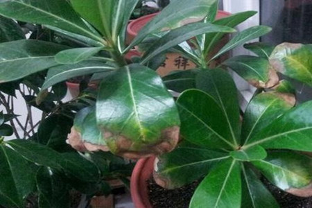 沙漠玫瑰叶子发黄怎么办?