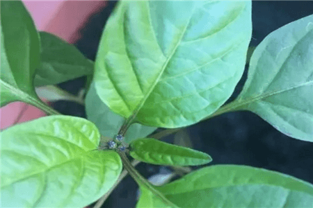 阳台种五彩椒种植方法