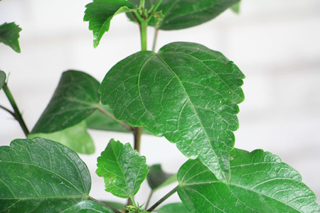 扶桑花的养殖方法怎么让她多开花