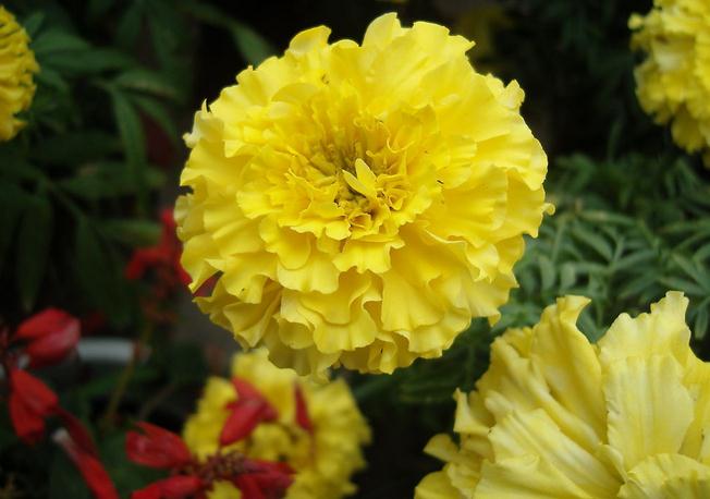 康乃馨各色花语及象征意义红色