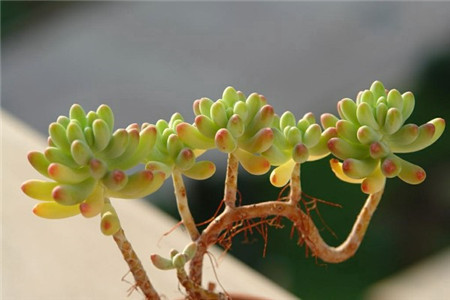 乙女心掉叶子怎么补救