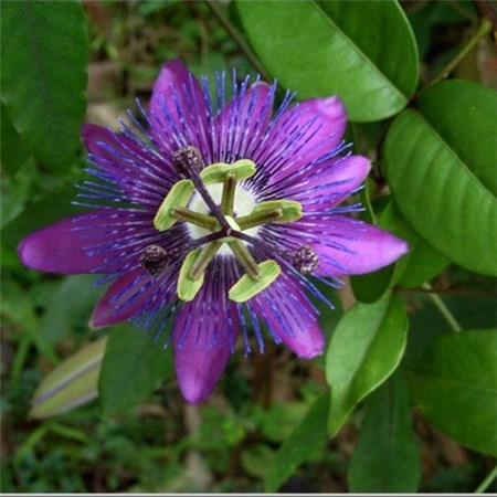 西番莲象征什么