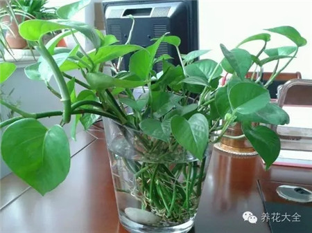 水培植物烂根是怎么回事