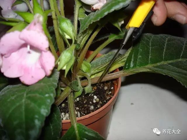 便宜容易养活又漂亮的植物