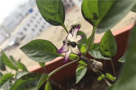 阳台种五彩椒种植方法