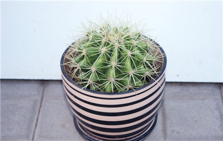 仙人球有啥寓意