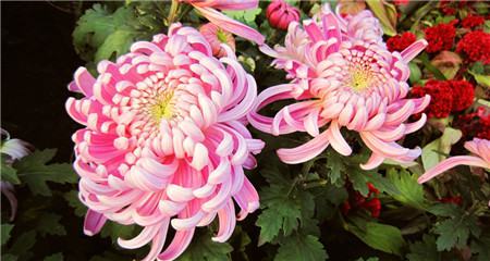 菊花盆栽能活多久