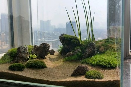 苔藓植物能在水里养吗