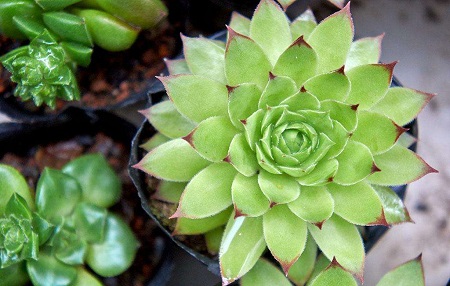 冬天哪种多肉好养