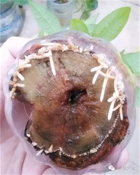 水培植物烂根是怎么回事