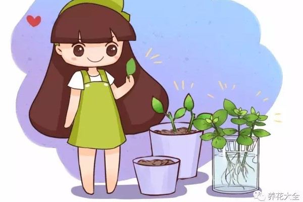 再便宜也别买用这4个小方法轻松养出10盆花！(便宜容易养活又漂亮的植物)