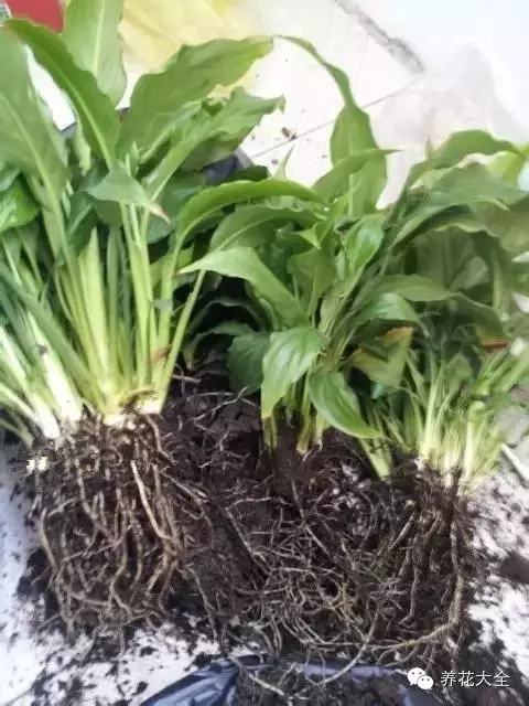 便宜容易养活又漂亮的植物