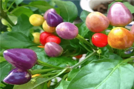 阳台种五彩椒种植方法