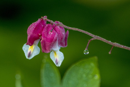 荷包牡丹花的花语