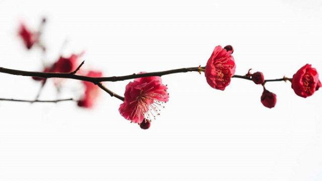 梅花什么时候开花(三角梅花什么时候开花)