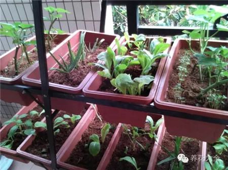 种什么菜简单省事