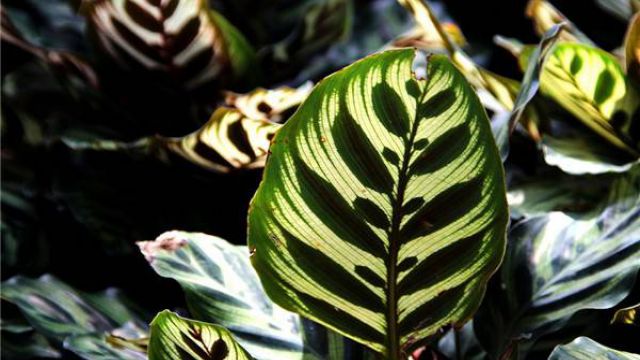 孔雀竹芋冬季怎么养(孔雀竹芋怎样过冬)