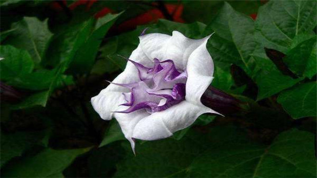 曼陀罗花有毒吗(西域曼陀罗花有毒吗)