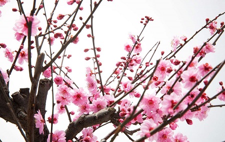 三角梅花什么时候开花