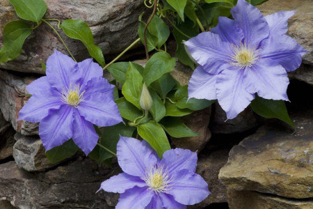 铁线莲什么时候剪枝比较好