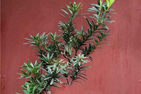 罗汉松的寓意与风水