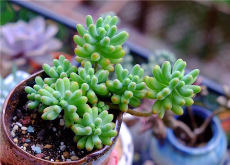 乙女心掉叶子怎么补救