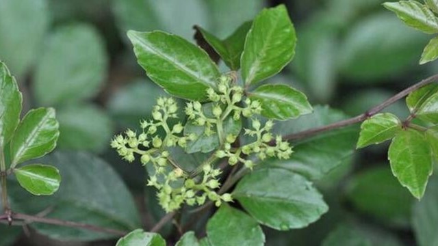 乌蔹莓的功效与作用(乌蔹莓的功效与作用是什么)