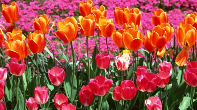 郁金香的种植方法(郁金香的种植方法和温度)