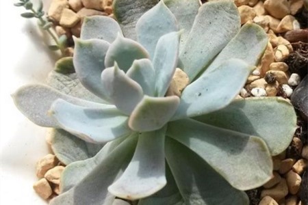 多肉叶插苗移栽